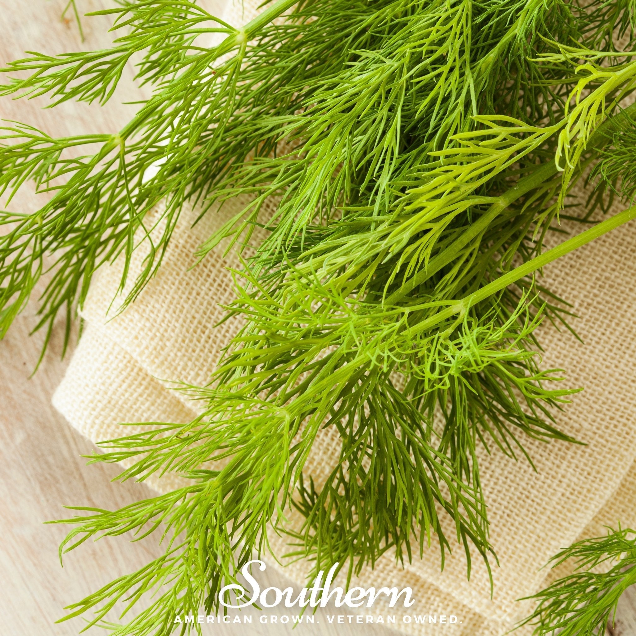 Mammoth Long Island Dill – 100 Seeds | | Wiccan Center