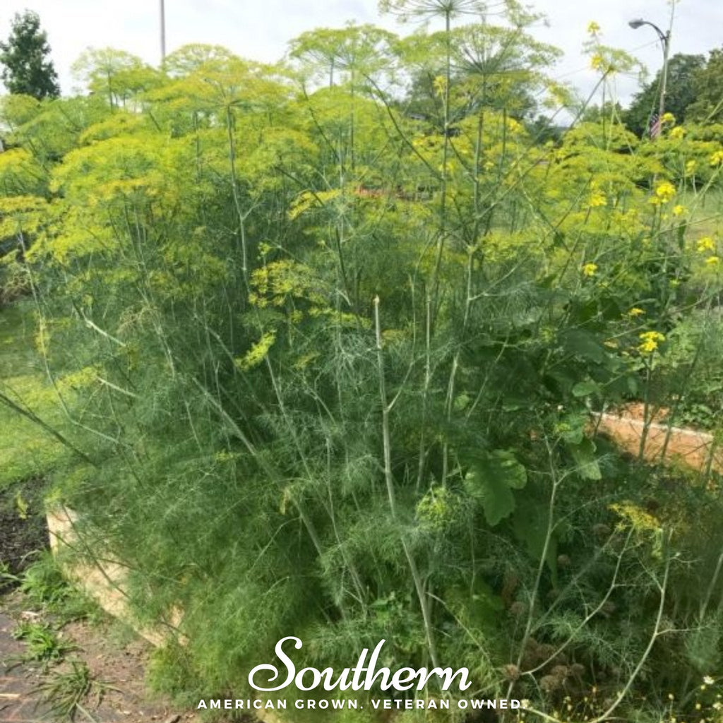 Mammoth Long Island Dill – 100 Seeds | | Wiccan Center