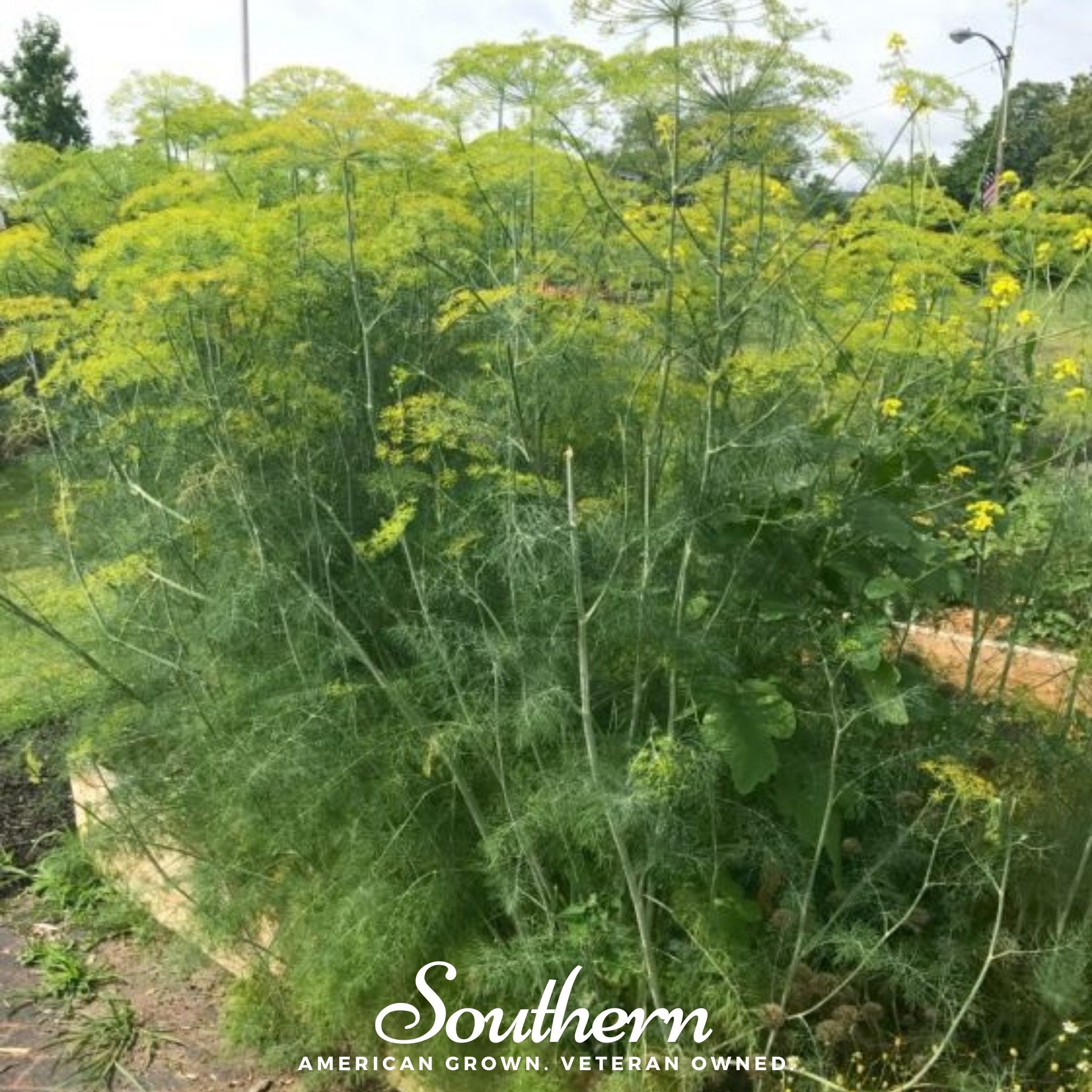 Mammoth Long Island Dill – 100 Seeds | | Wiccan Center
