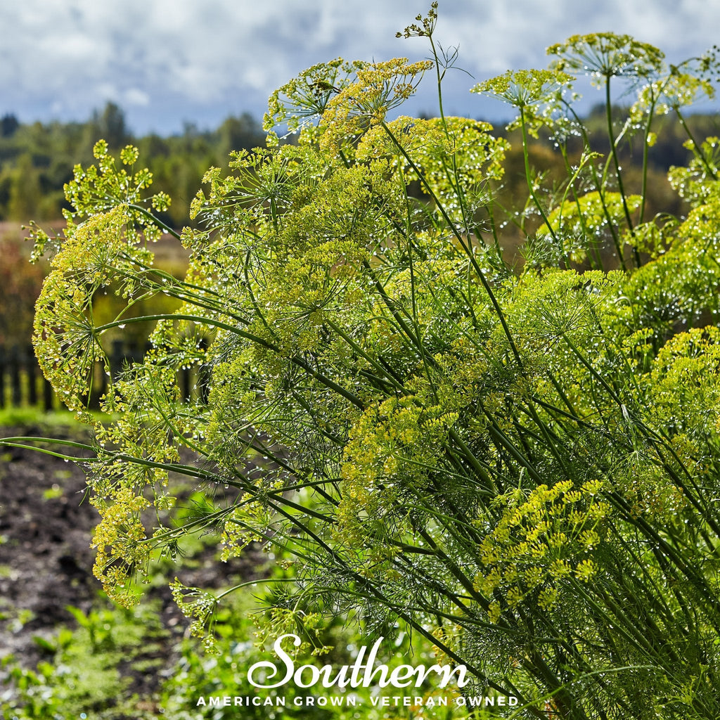 Mammoth Long Island Dill – 100 Seeds | | Wiccan Center