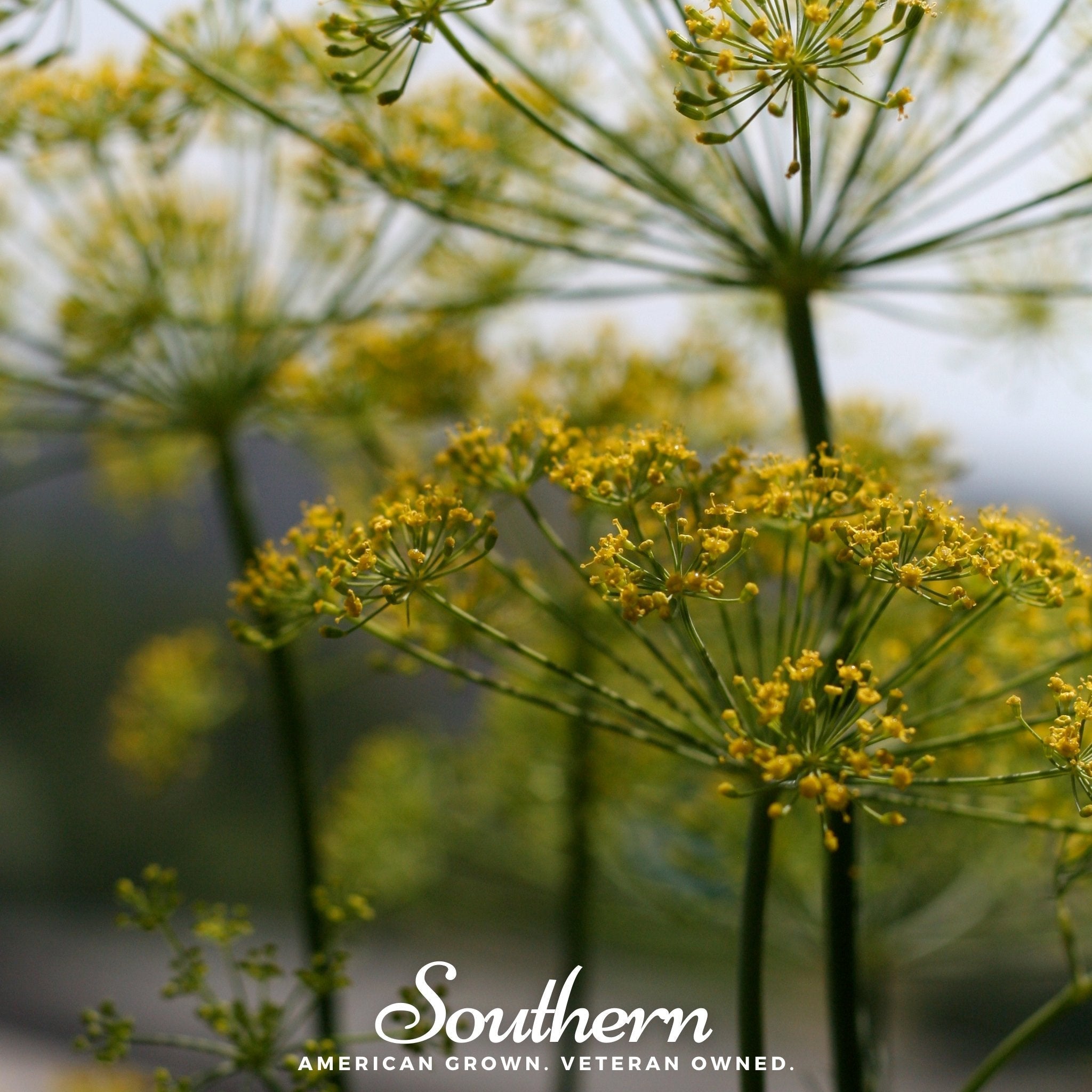 Mammoth Long Island Dill – 100 Seeds | | Wiccan Center
