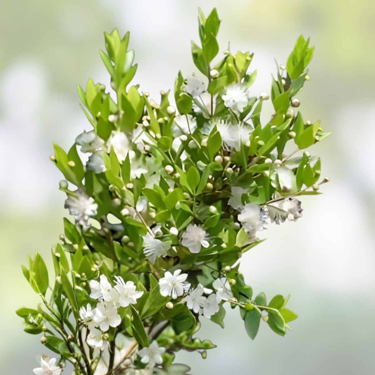 Dwarf Myrtle Hedge Seeds | Myrtus communis Evergreen Shrubs | Fragrant White Flowers | Landscaping, Live Plant, Bare Root, Starter Plant | Houseplant | Wiccan Center