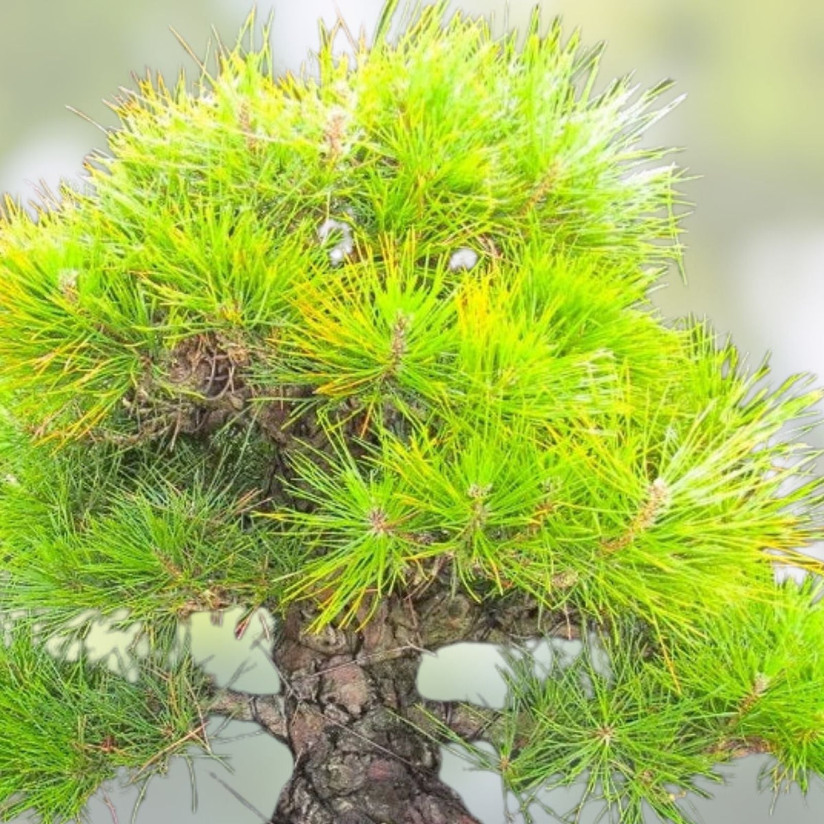 Bonsai Tree Seeds - 30 Japanese Black Pine Seeds - Pinus thunbergii - Gardening & Bonsai Cultivation Supplies