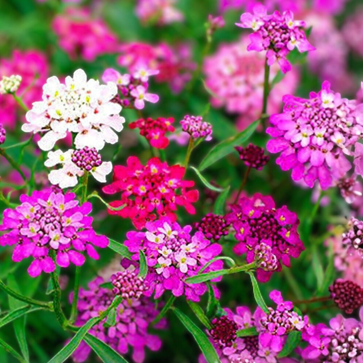 Candytuft Seeds Dwarf Fairy Mix Iberis umbellata Pink Lavender White Flower Seeds 50+ Live Plant Cutting Bare Root Starter Plant | Houseplant | Wiccan Center