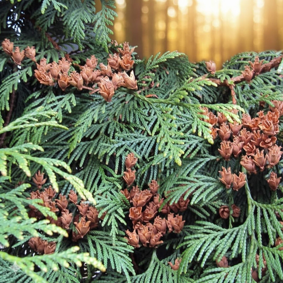 Western Red Cedar Seeds 50 Pack, Thuja plicata, Evergreen Tree Seeds for Planting, Long-Lived Conifers, Fast Growing