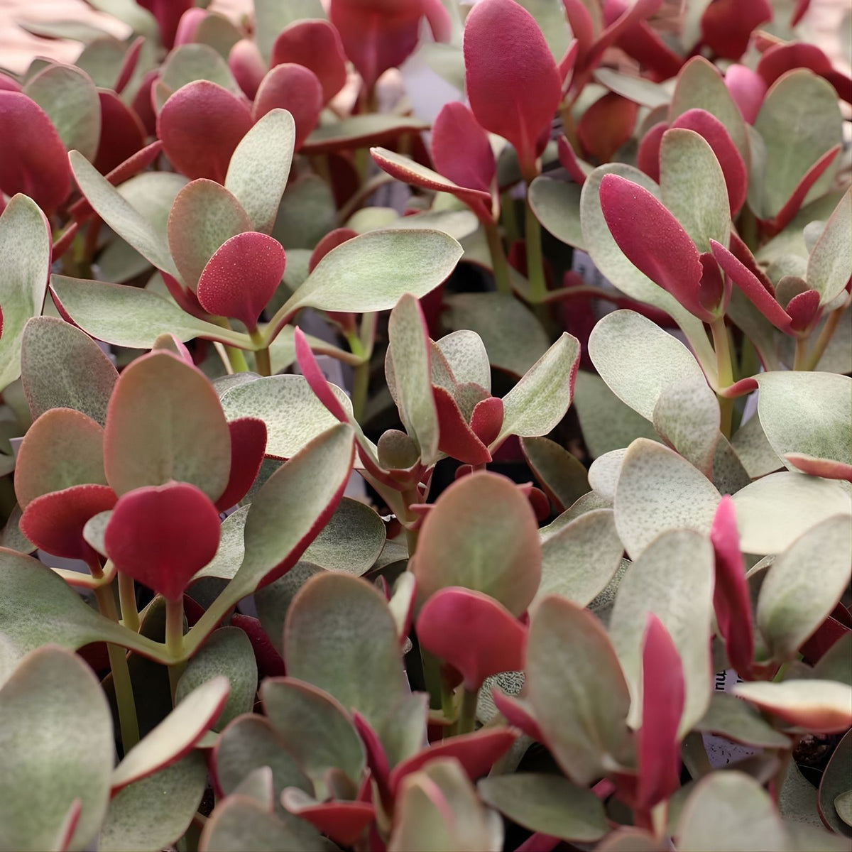 Fairy Crassula Succulent Cuttings 3-inch Indoor Plant Garden Starter Crassula multicava Houseplant Gift | Houseplant | Wiccan Center