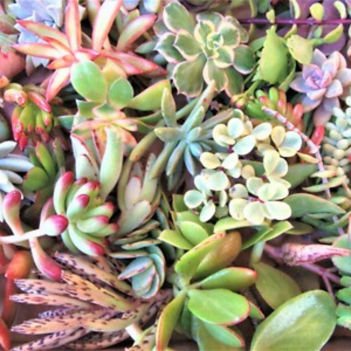 Assorted Succulent Cuttings Mini 1-2" Plants for Fairy Gardens Terrariums Live Houseplants | Houseplant | Wiccan Center
