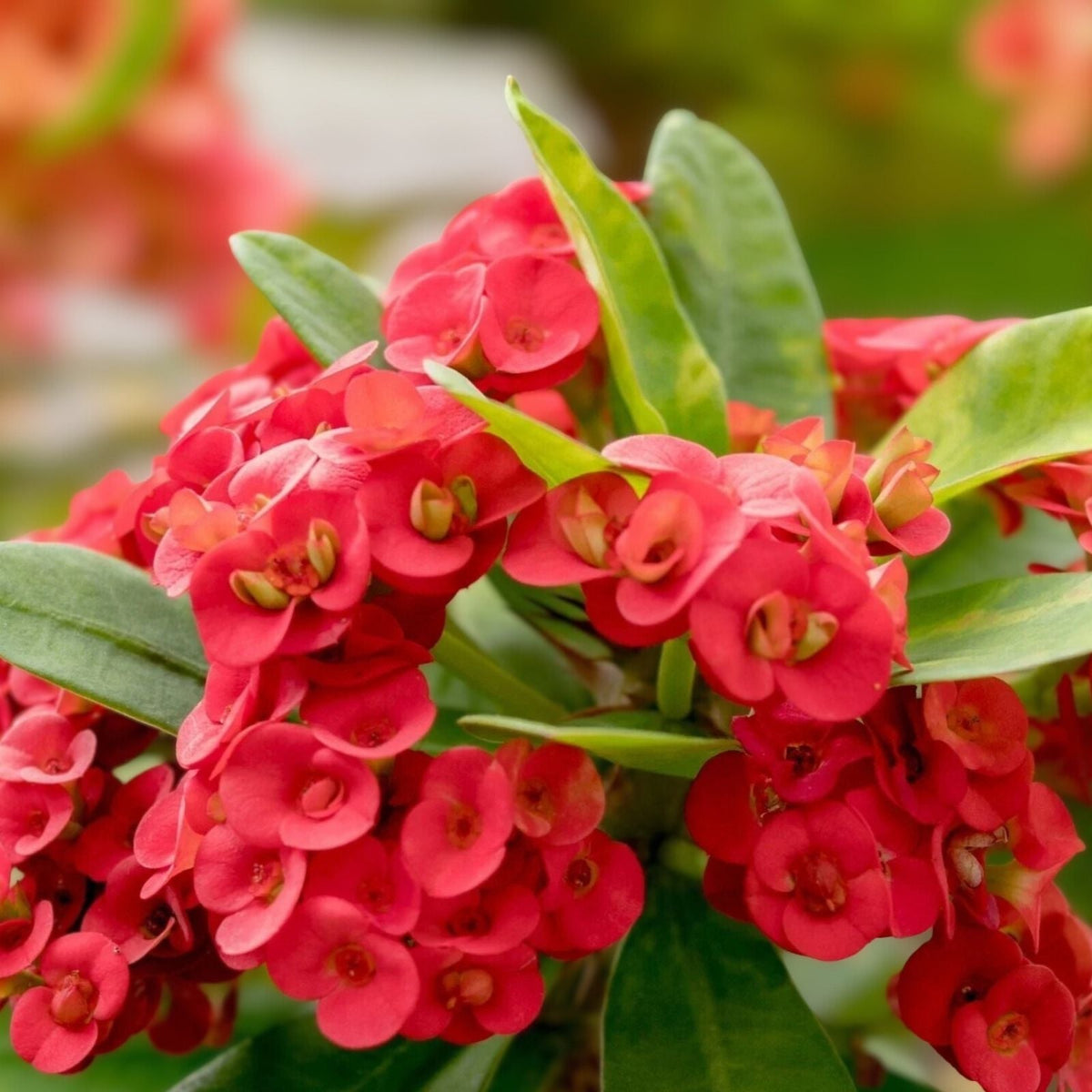 Tiny Red Euphobia Milii Cutting – Crown of Thorns Succulent, Drought-Resistant Houseplant, Live Plant, Indoor Plant, Starter Plant | Houseplant | Wiccan Center