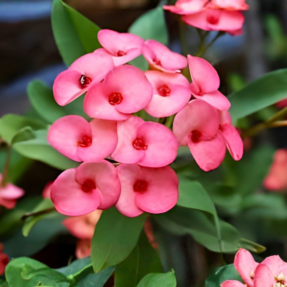 Coral Pink Crown of Thorns Cutting Euphorbia milii Succulent Plant Live Starter Houseplant for Garden Decor | Houseplant | Wiccan Center