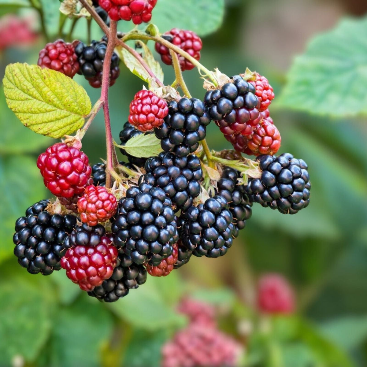 Sawtooth Blackberry Plants 10-Pack Thorny Rubus fruticosus Wild Berries Hardy Shrubs Zones 6-9 | Houseplant | Wiccan Center
