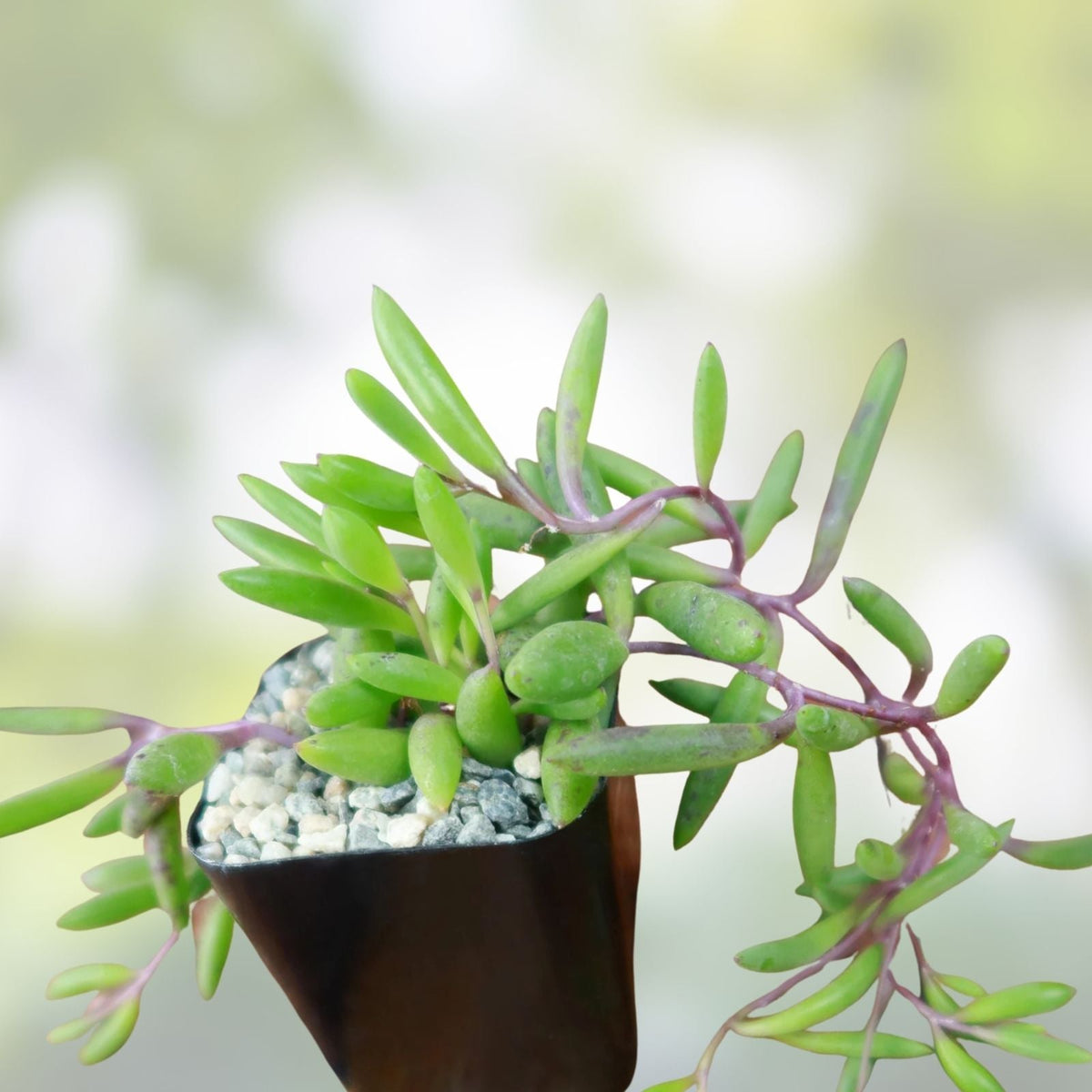 Othonna Capensis Ruby Necklace Succulent Cuttings Live Plant Houseplant Organic Home Decor | Houseplant | Wiccan Center