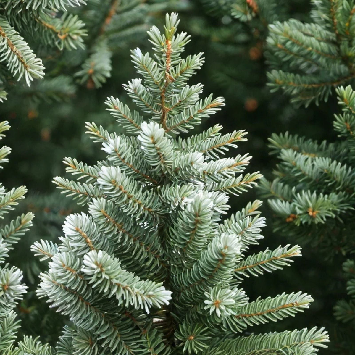 Jupiter's Acorn Tree Seeds - 2 Dwarf Walnut Seeds for Planting - Juglans regia - Edible Nut Tree, Ornamental, Fast-Growing | Houseplant | Wiccan Center