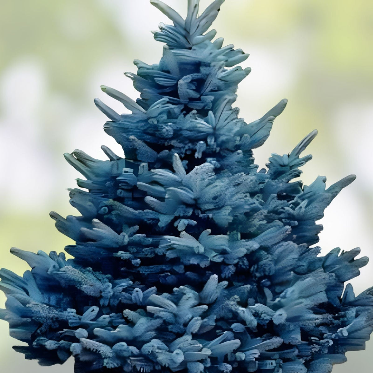 Blue Spruce Seeds for Planting, 30 Seeds, Colorado Blue Spruce, Picea pungens, Evergreen Tree Seeds | Houseplant | Wiccan Center