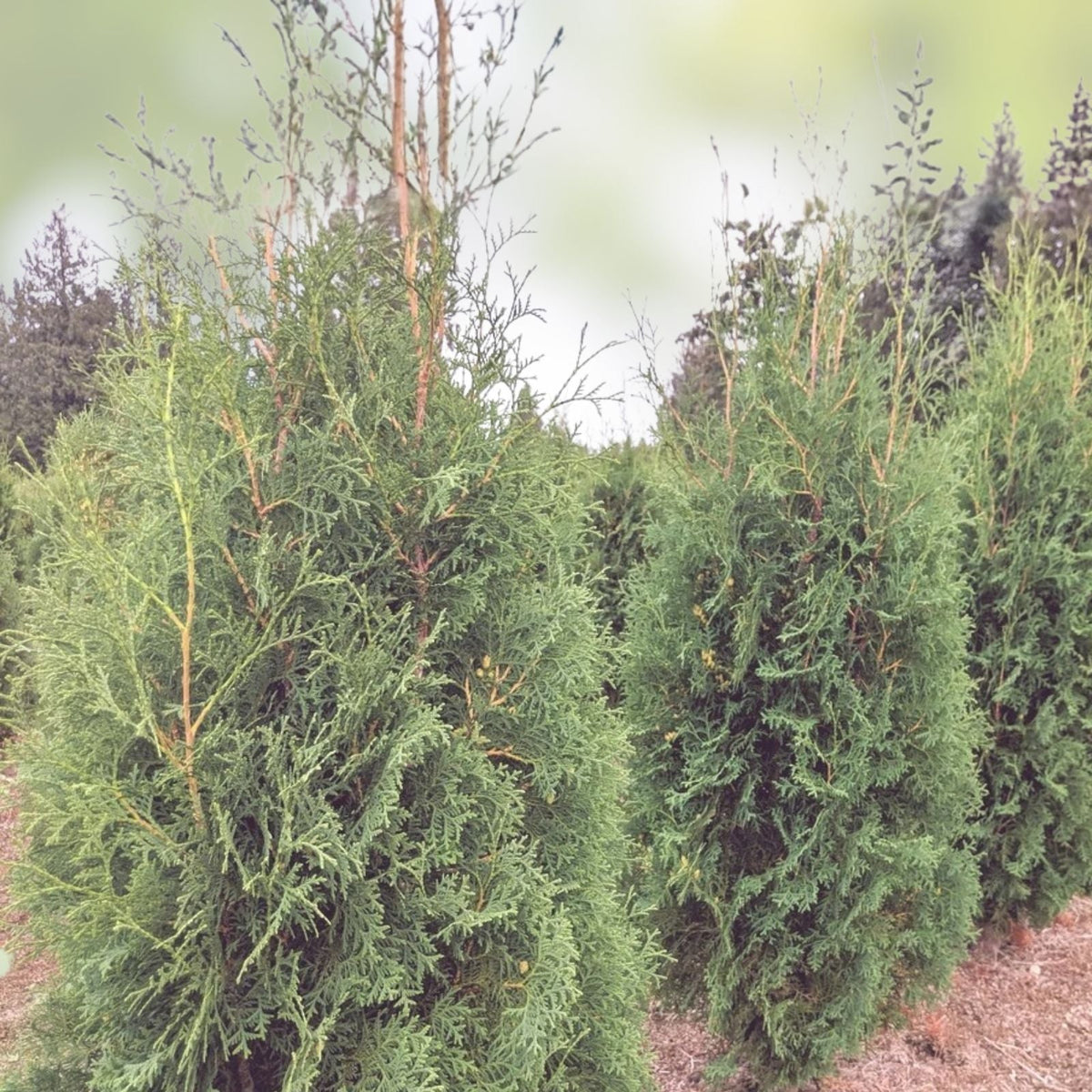 Thuja occidentalis Brandon Live Bare Root Tree Evergreen Starter Plant for Gardens Landscaping
