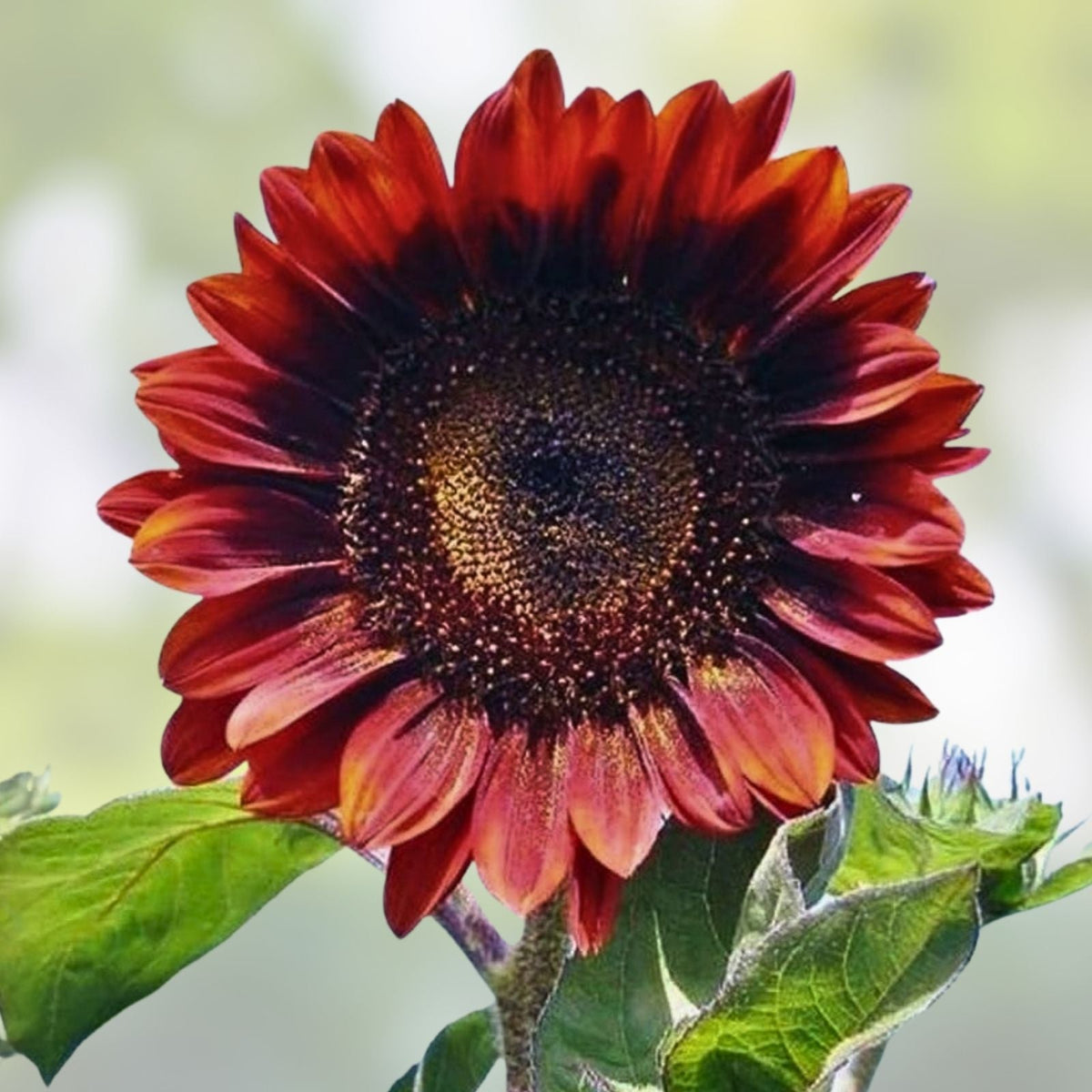 Red Sun Sunflower Seeds 100 Pack Bright Red Blooms Helianthus annuus Garden Seeds Live Plant Cutting | Houseplant | Wiccan Center
