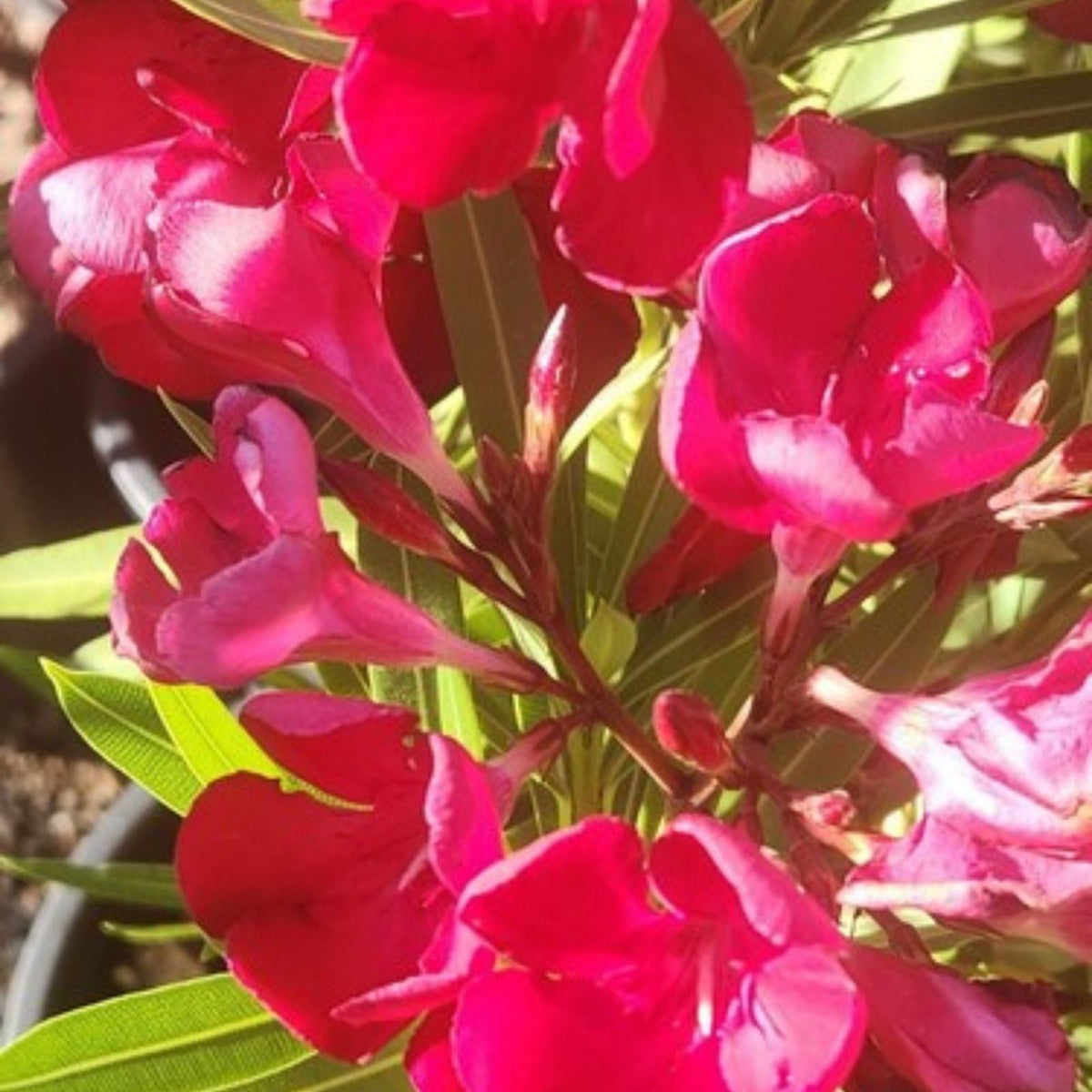 Red Oleander Seeds – 60 Nerium Ornamental Bush Seeds for Planting, Houseplant, Toxic Evergreen Shrub | Houseplant | Wiccan Center