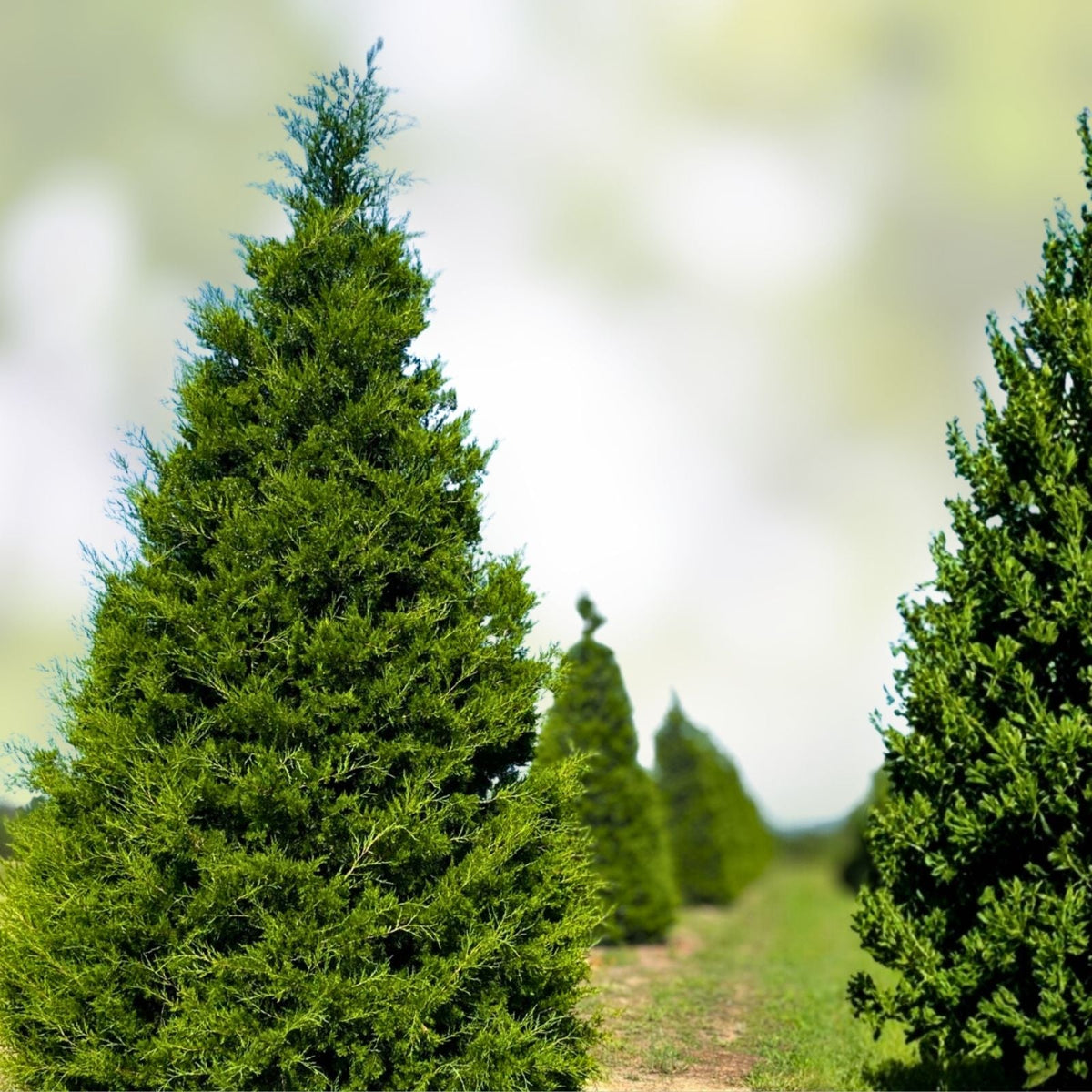 Eastern Red Cedar Tree Set of 2 12-18 Inch Juniperus virginiana Bare Root Evergreen Conifers