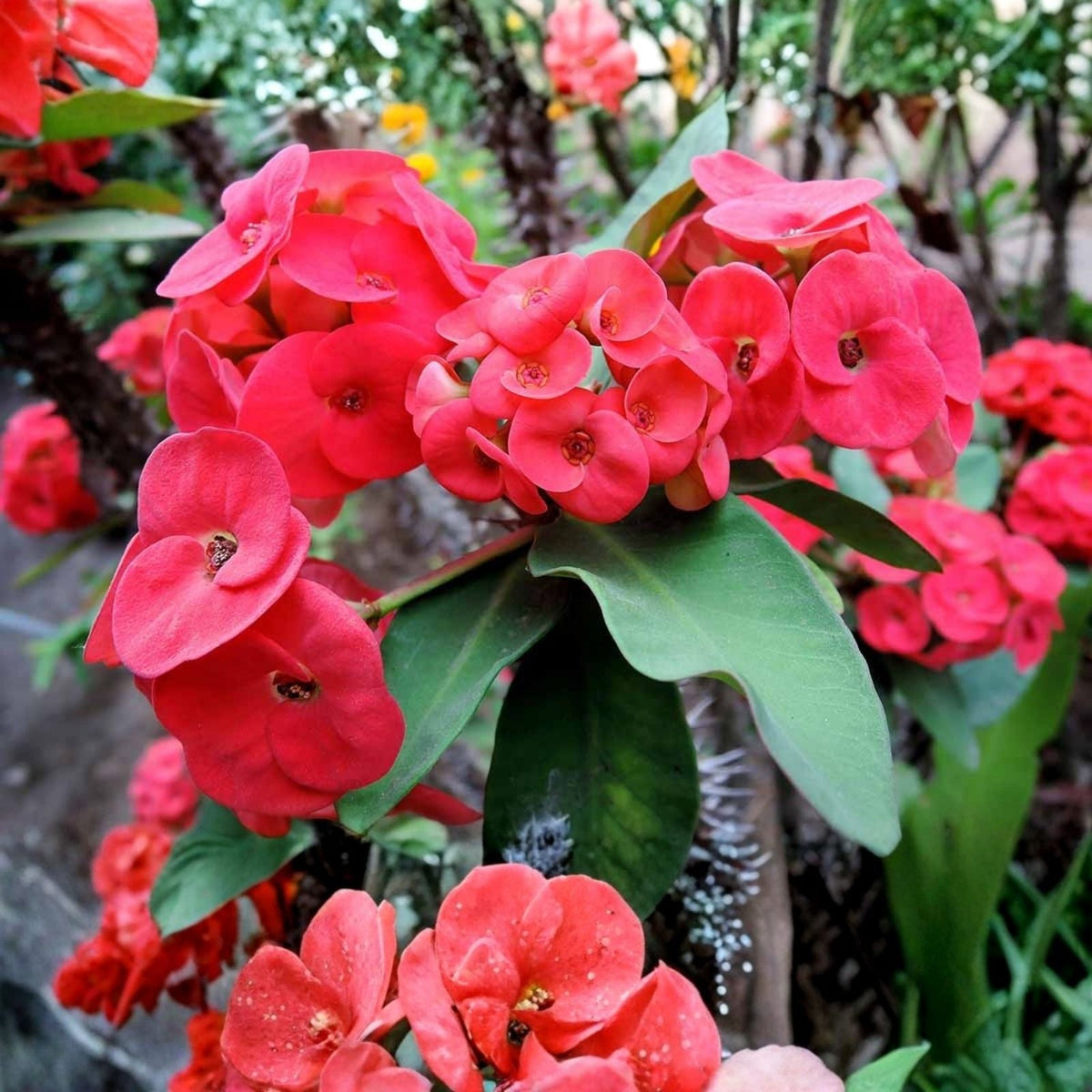 Pink Mix Crown of Thorns Euphorbia milii Live Cutting Indoor Succulent Plant Starter | Houseplant | Wiccan Center