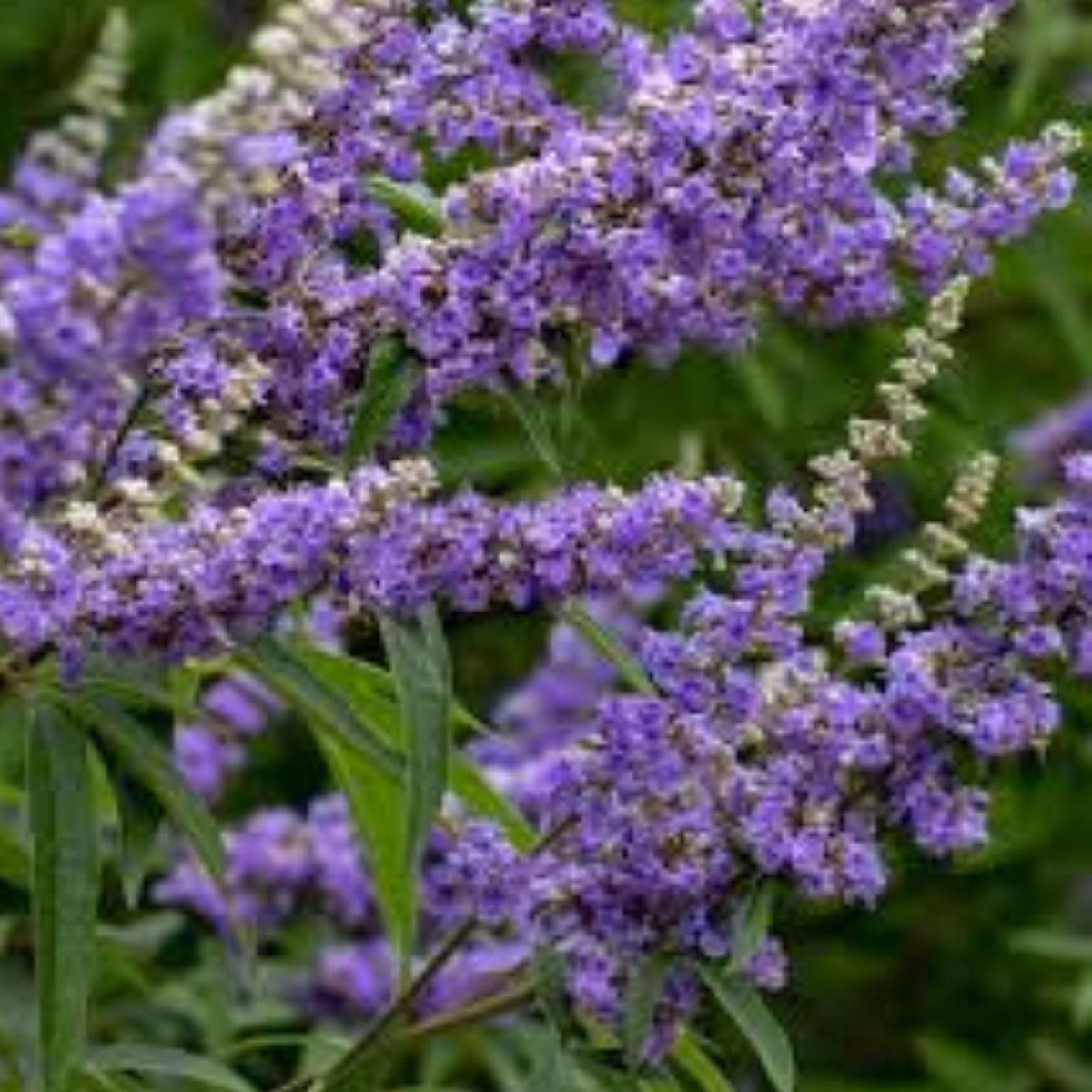Chaste Tree Seeds Vitex agnus-castus 50+ Count Fast Growing Medicinal Ornamental Herb Plant | Houseplant | Wiccan Center