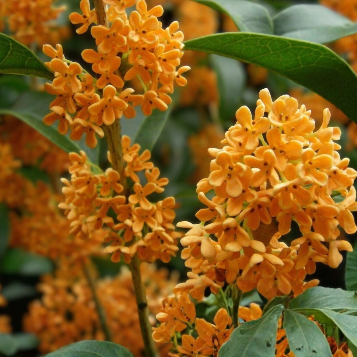 Fragrant Tea Olive Plant Apricot Echo Osmanthus fragrans Evergreen Shrub Live Starter Cutting | Houseplant | Wiccan Center