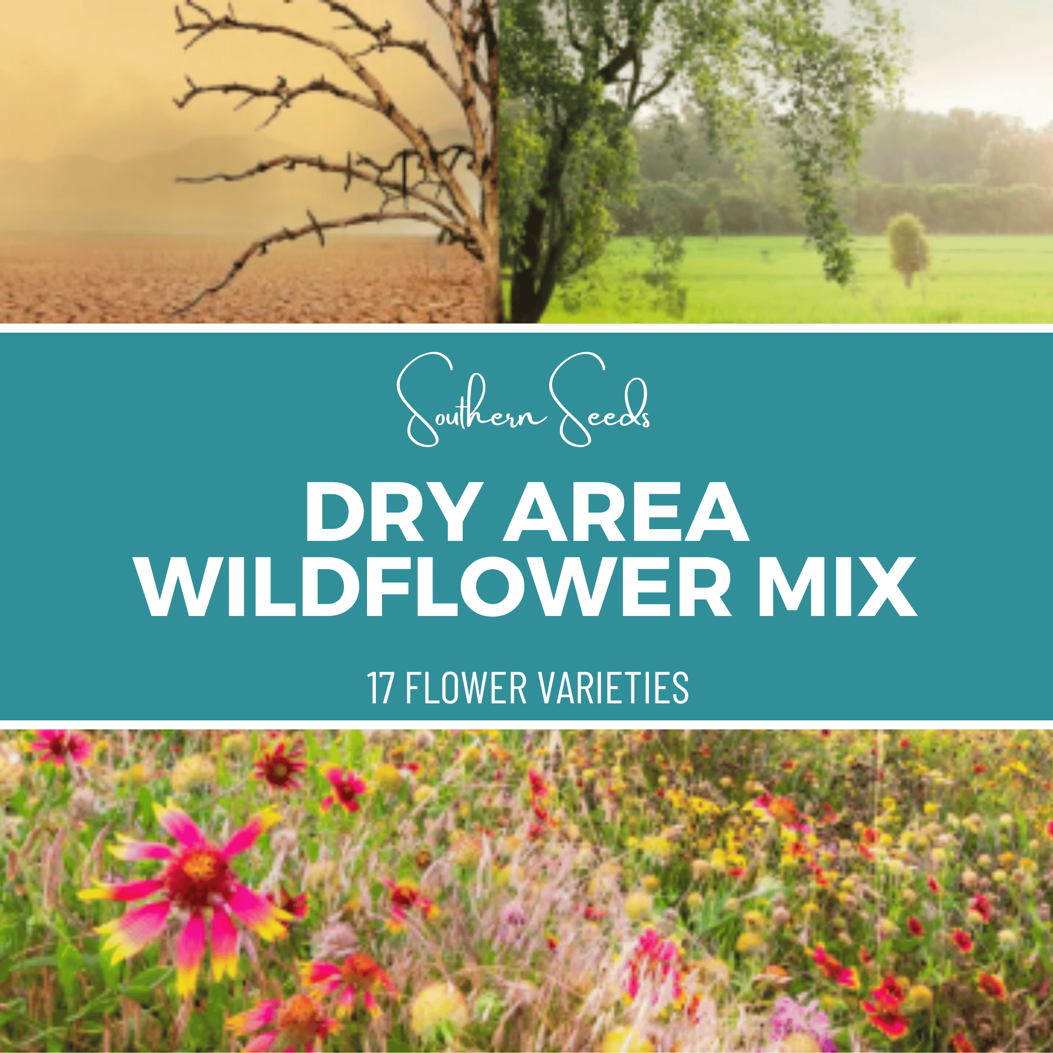 Dry Area Wildflower Seed Mix (18 Varieties) – 1,000 Seeds | Seeds | Wiccan Center
