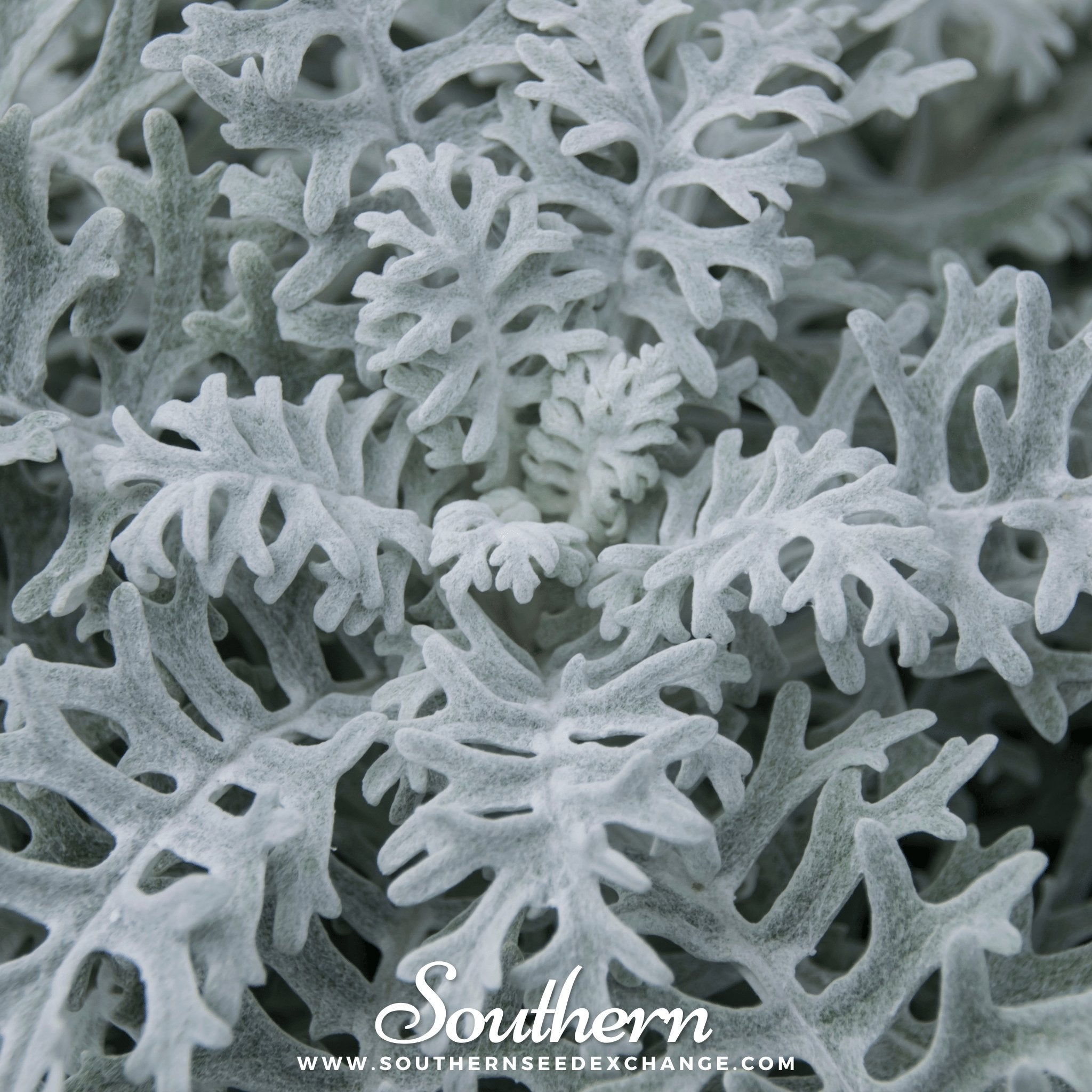 Dusty Miller Sivertown – 200 Seeds | | Wiccan Center