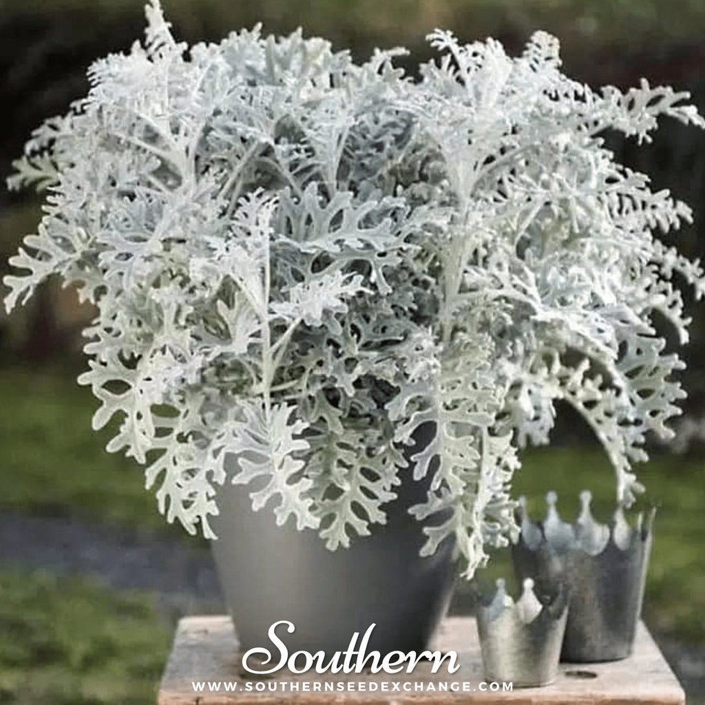 Dusty Miller Sivertown – 200 Seeds | | Wiccan Center