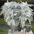 Dusty Miller Sivertown – 200 Seeds | | Wiccan Center