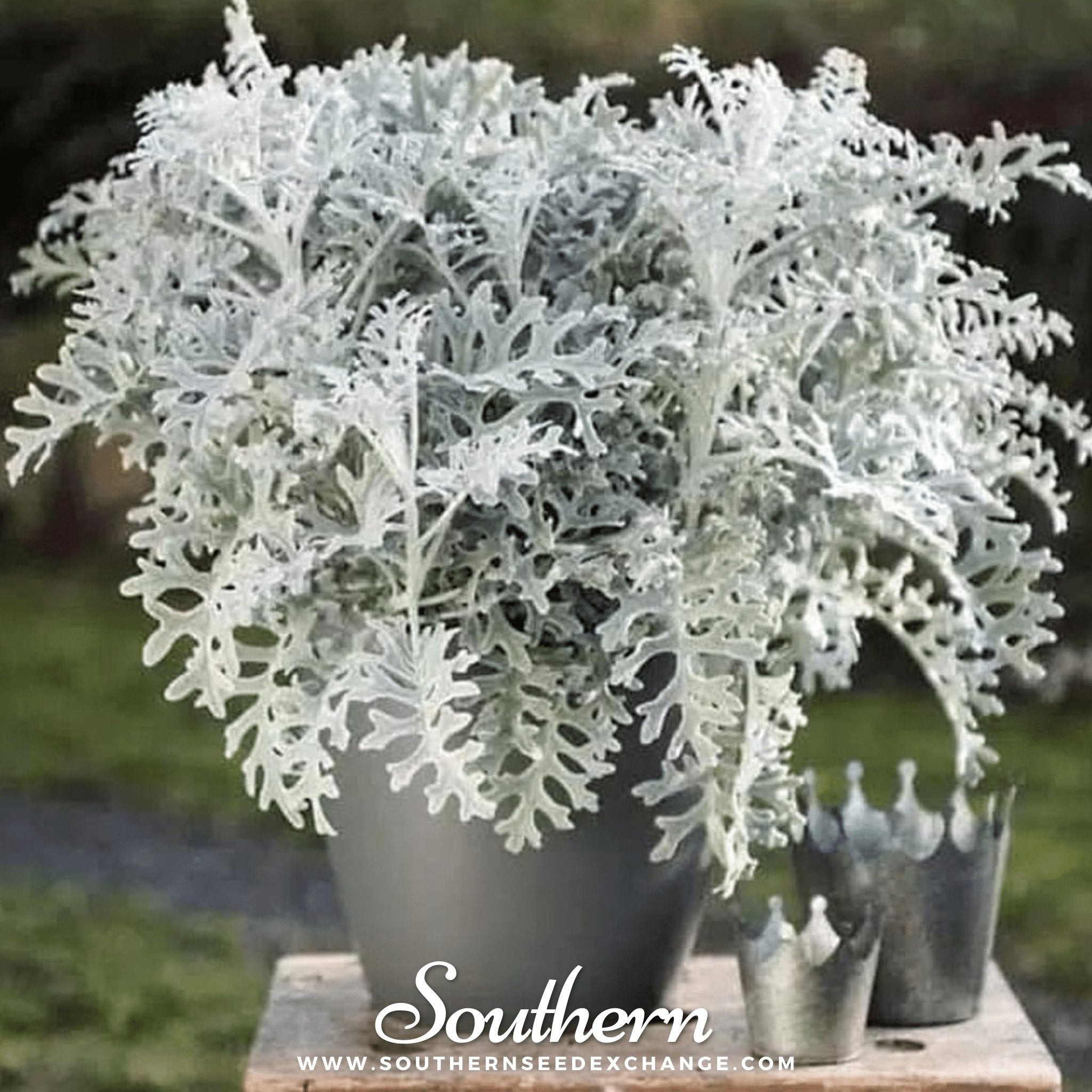 Dusty Miller Sivertown – 200 Seeds | | Wiccan Center