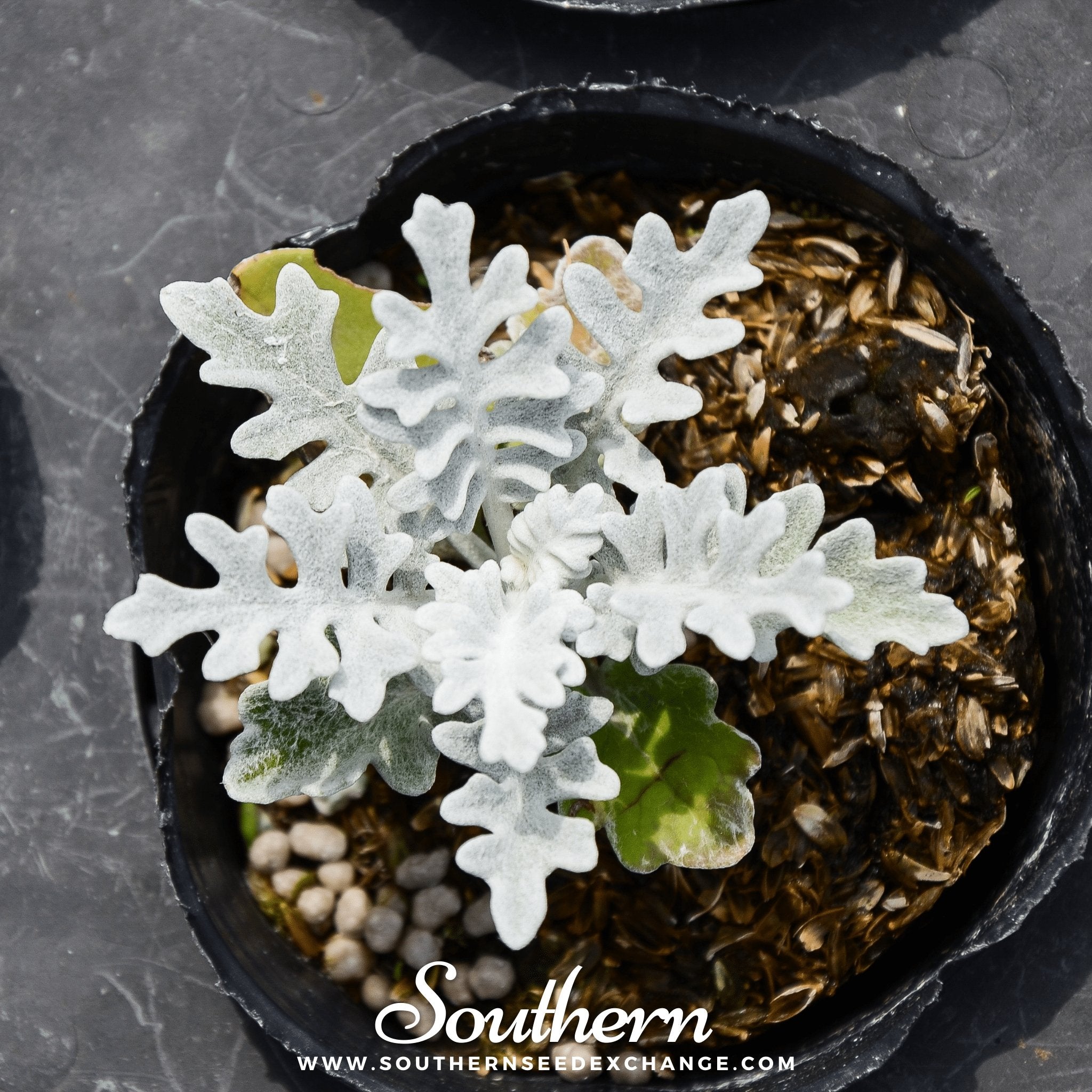 Dusty Miller Sivertown – 200 Seeds | | Wiccan Center