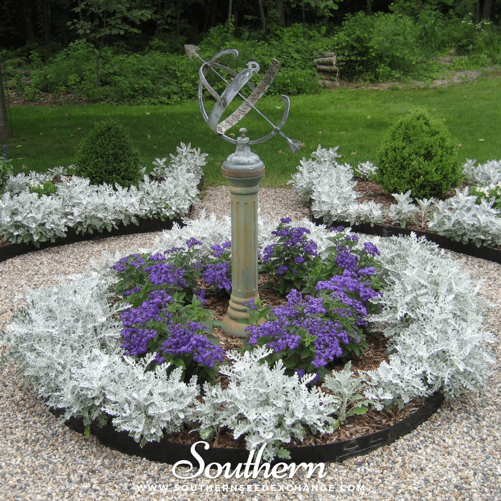 Dusty Miller Sivertown – 200 Seeds | | Wiccan Center