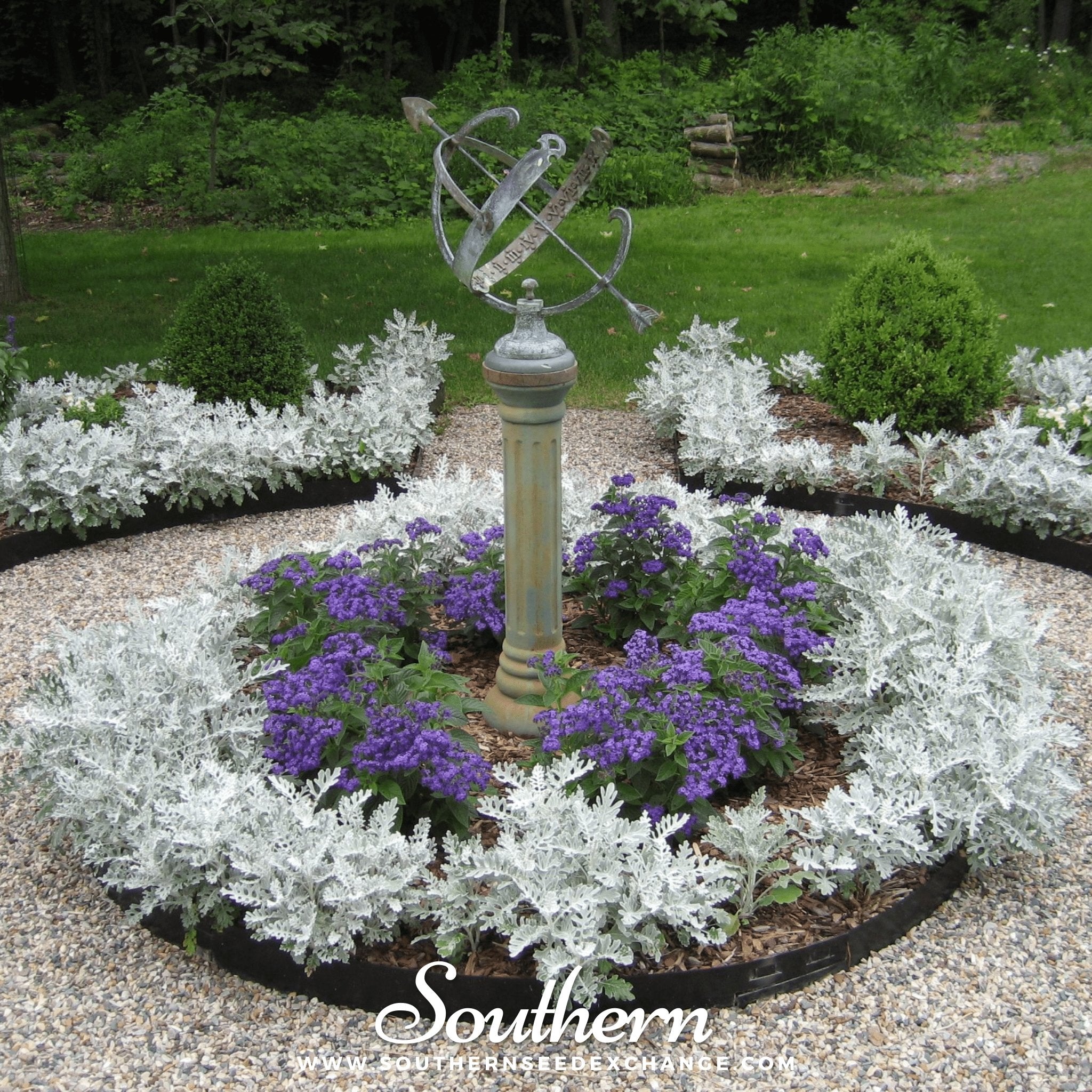 Dusty Miller Sivertown – 200 Seeds | | Wiccan Center