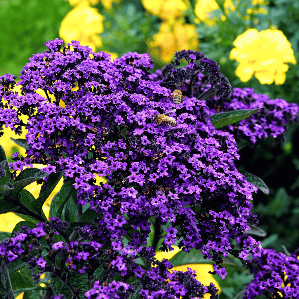 Dwarf Marine Heliotrope – 50 Seeds | Seeds | Wiccan Center