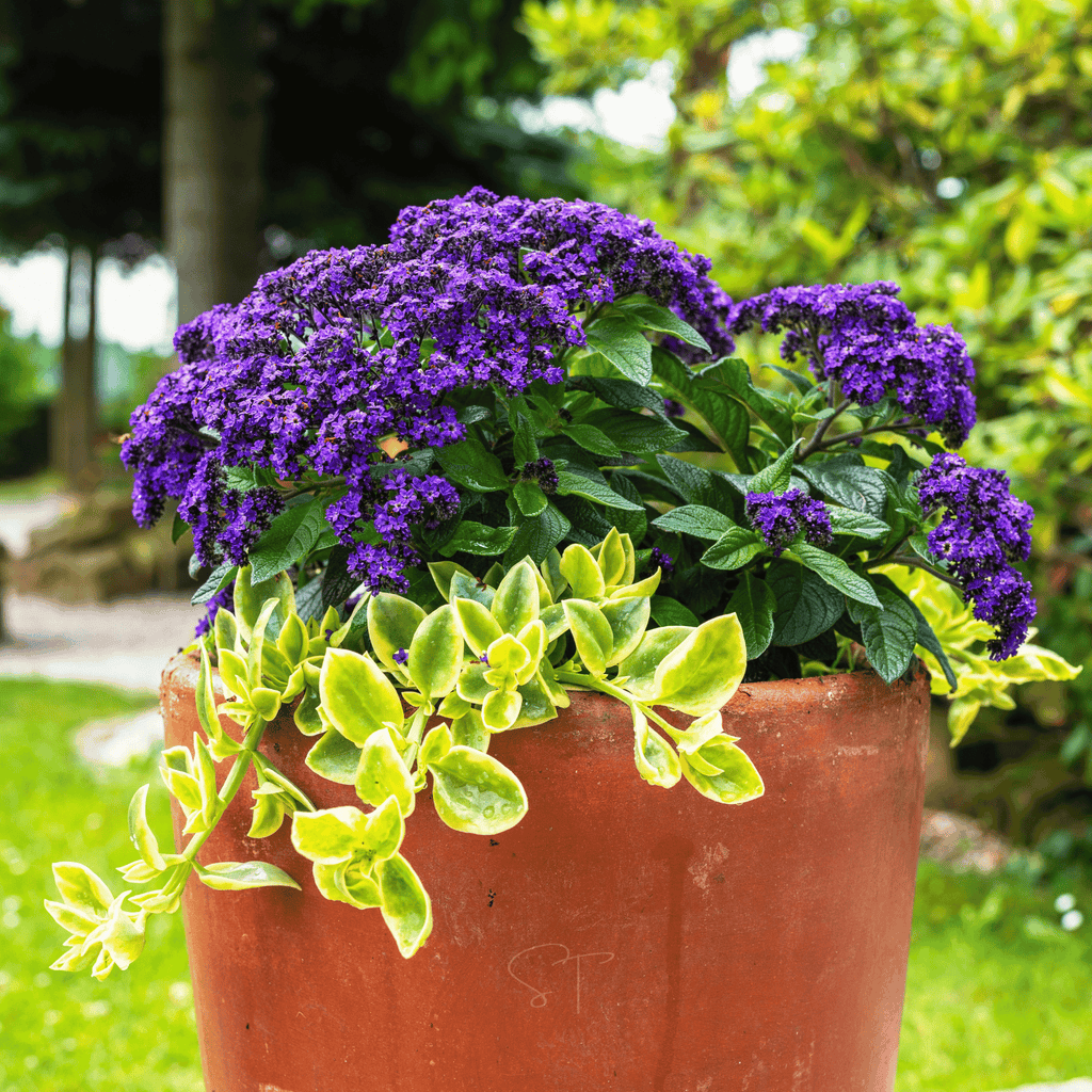 Dwarf Marine Heliotrope – 50 Seeds | Seeds | Wiccan Center