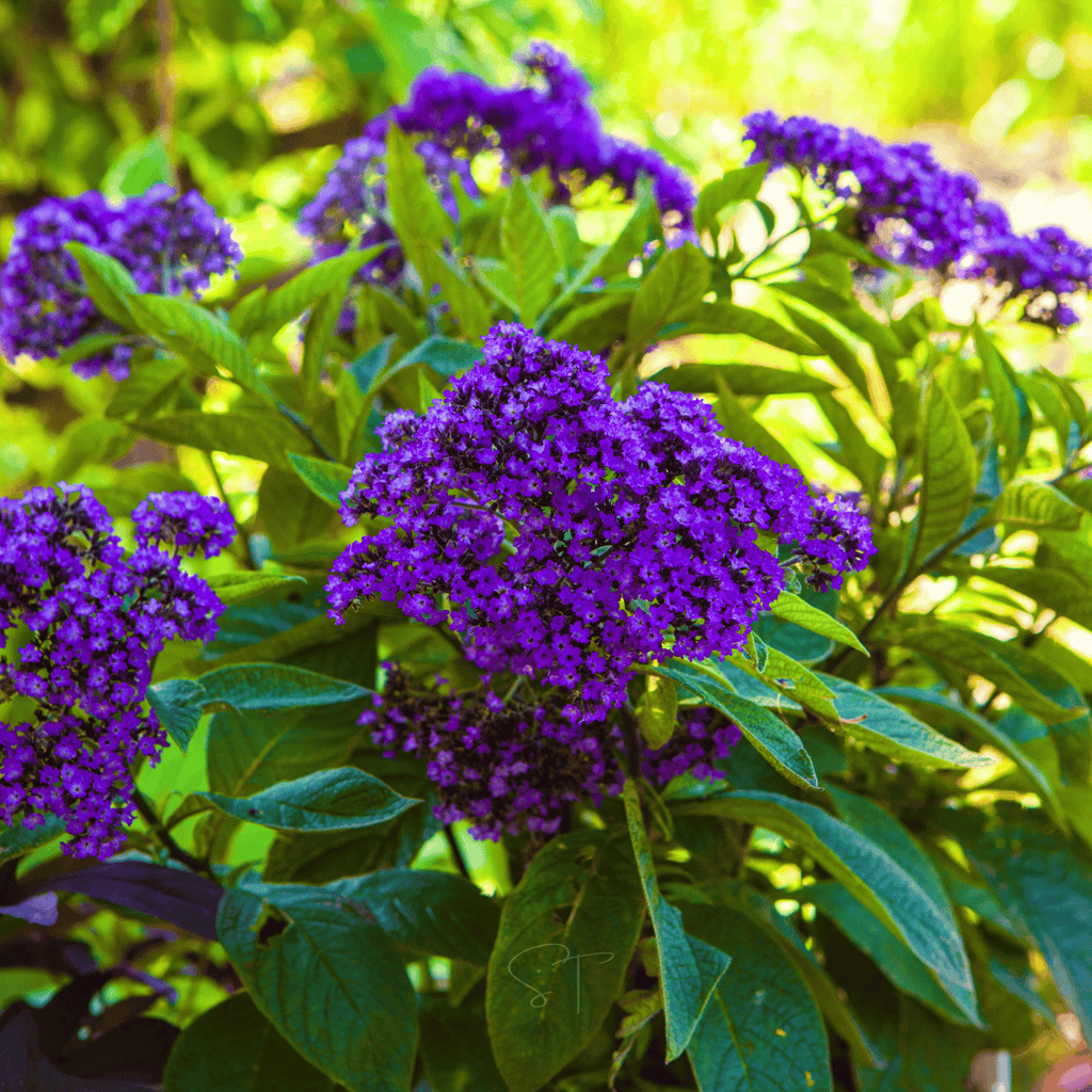 Dwarf Marine Heliotrope – 50 Seeds | Seeds | Wiccan Center