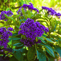 Dwarf Marine Heliotrope – 50 Seeds | Seeds | Wiccan Center
