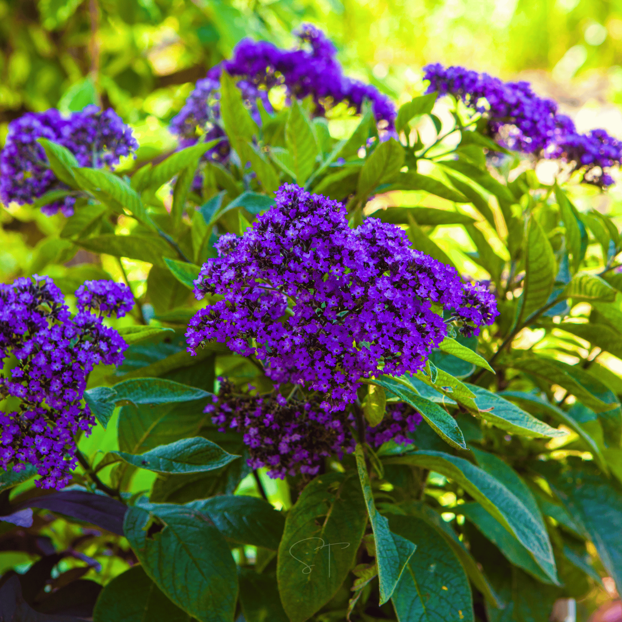 Dwarf Marine Heliotrope – 50 Seeds | Seeds | Wiccan Center