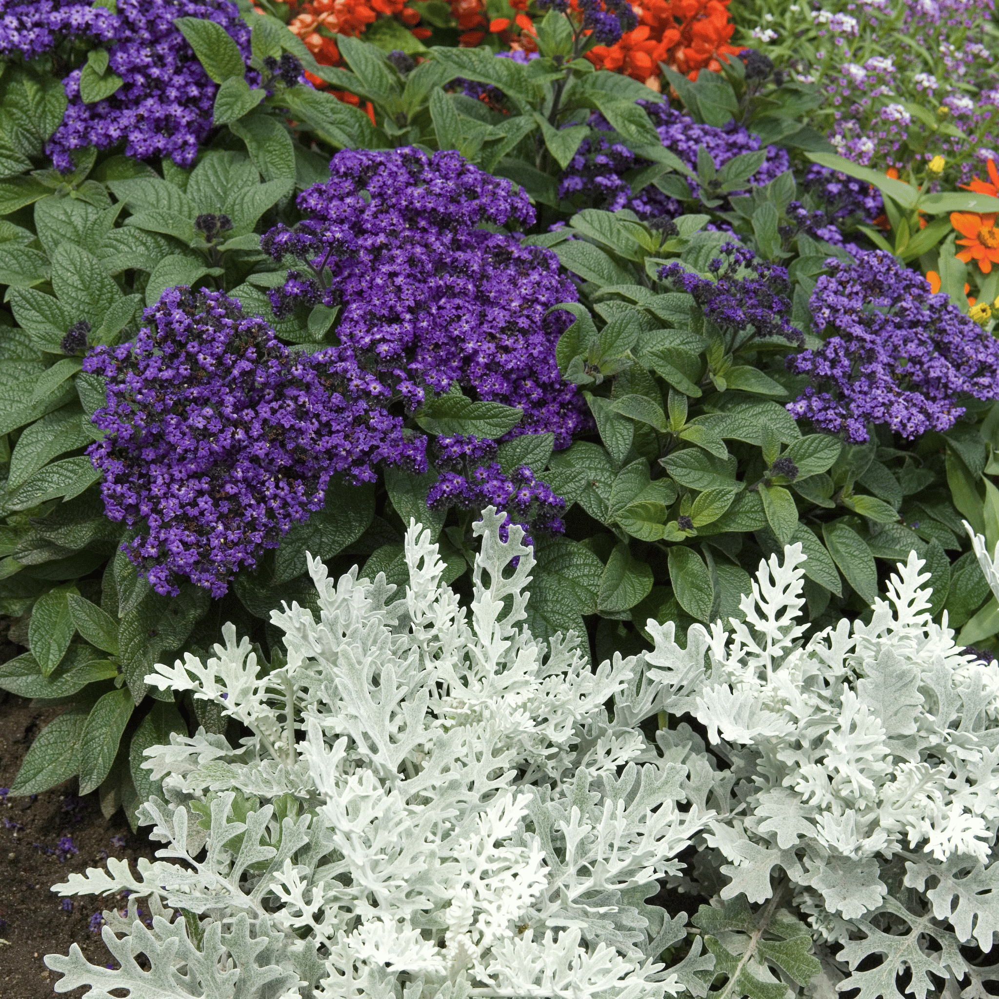 Dwarf Marine Heliotrope – 50 Seeds | Seeds | Wiccan Center