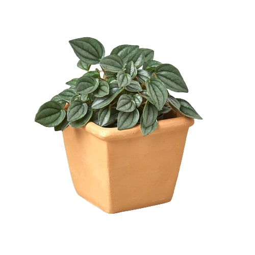 1 Pre-Potted Subscription Box | 4" Plant | Wiccan Center