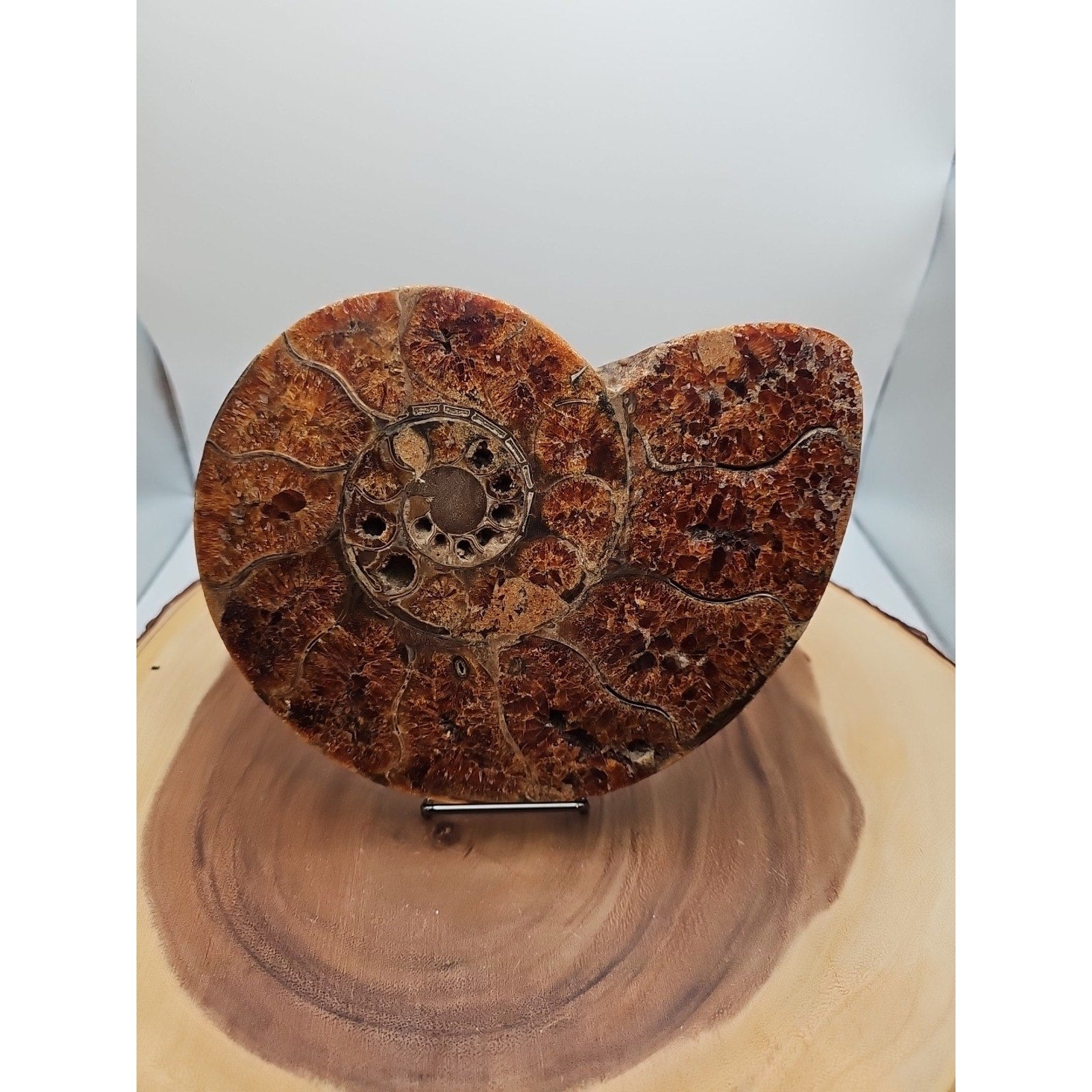 2.36LB Rare! Natural Ammonite Fossil Specimen Shell Madagascar