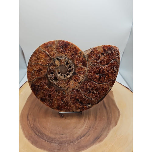 2.36LB Rare! Natural Ammonite Fossil Specimen Shell Madagascar | Fossils & Rare Specimens | Wiccan Center