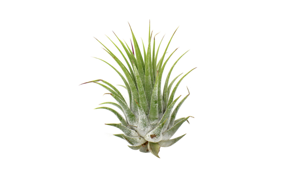 Tillandsia Air Plant Ionantha - 25 Pack | Air Plants ($4 Ship/12oz) | Wiccan Center