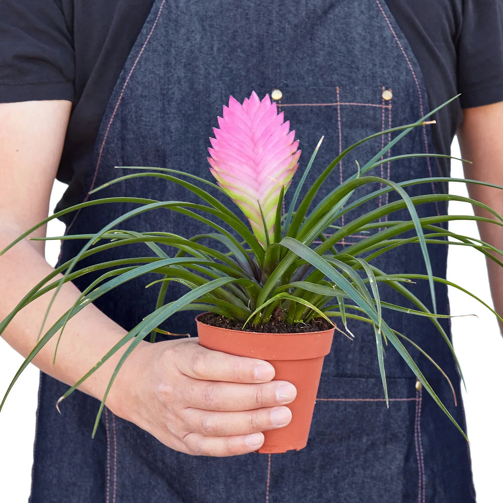 Bromeliad Cyanea 'Pink Quill' | Default | Wiccan Center