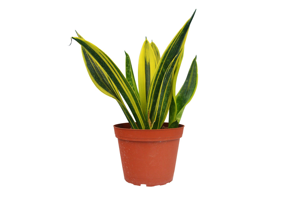 Snake 'Gold Flame' | 6" Plant (1pk/$4.5) ($10 Ship/31oz) | Wiccan Center