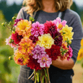 Early Bird Dahlia – 25 Seeds | Seeds | Wiccan Center