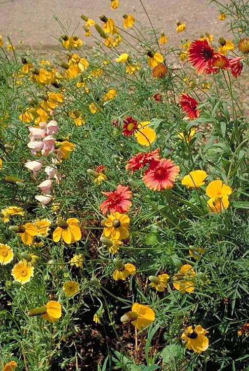 Southwest Native Meadowscaping Mix Alternative Lawn Seed | | Wiccan Center