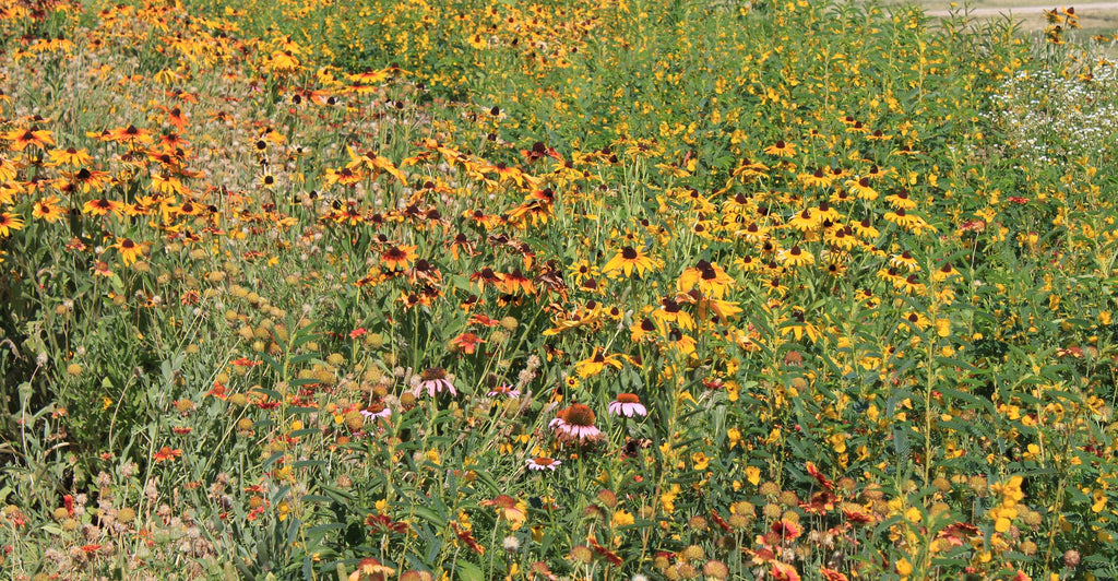 Western Wonders Native Wildflower Mix | | Wiccan Center
