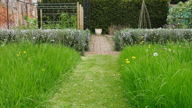 Meadowscaping Mix Alternative Lawn Seed — for Low-Maintenance, Eco-Friendly Lawns | | Wiccan Center