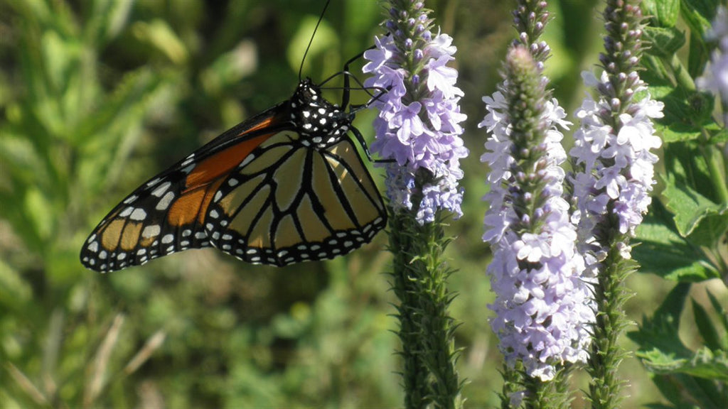 Monarch Meadow Native Mix | | Wiccan Center