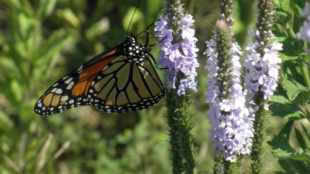 Monarch Meadow Native Mix | | Wiccan Center